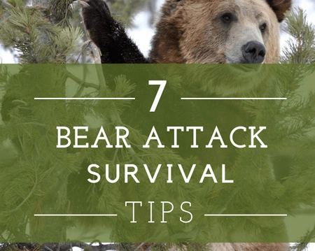 Bear Attack: 7 Tips For Survival