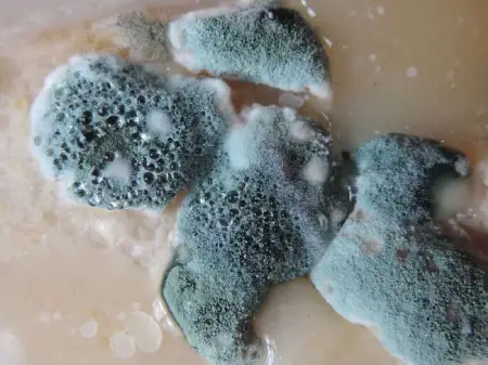 What exactly is mold?