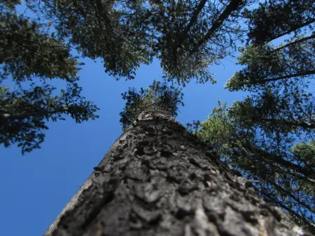 Logger death in National forest