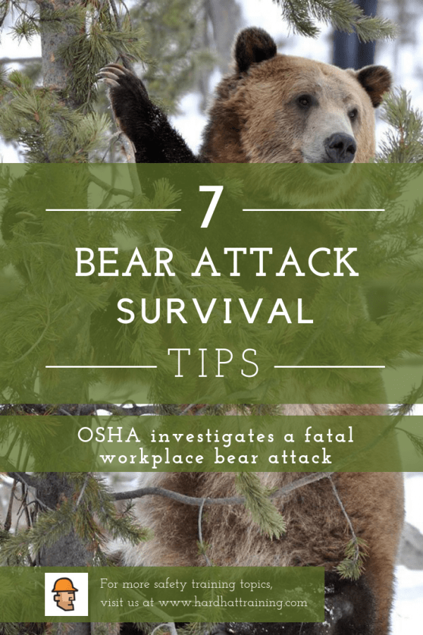 Bear Attack 7 Tips For Survival Hard Hat Training