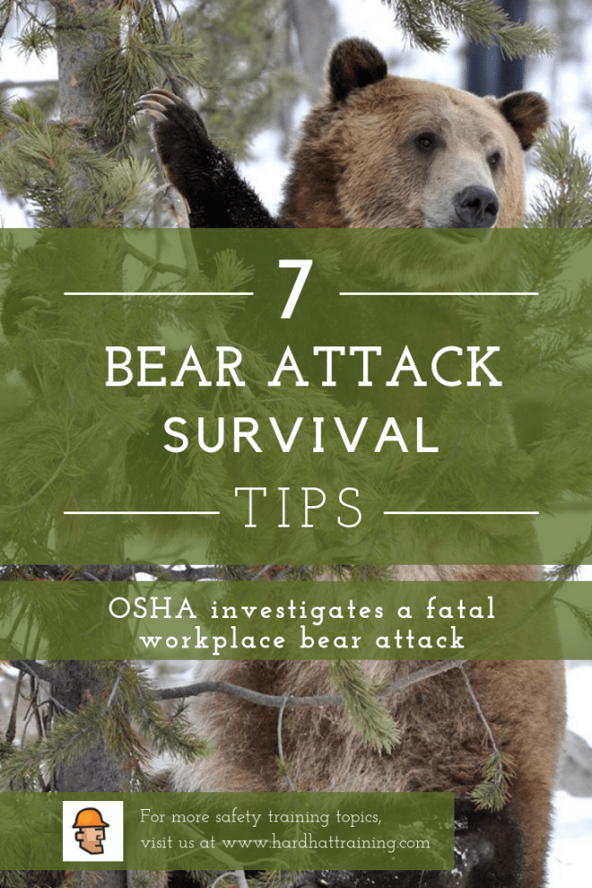 Bear Attack 7 Tips For Survival Hard Hat Training